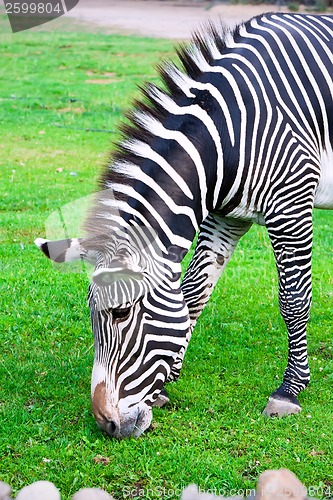 Image of Zebra