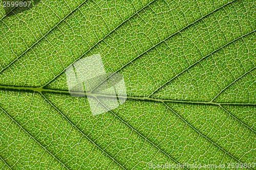 Image of Green leaf