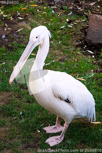 Image of Pelican