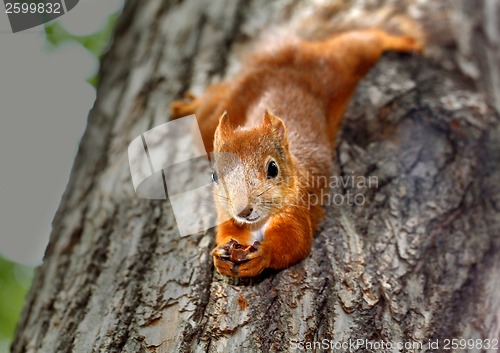 Image of Squirrel hanging on a tree