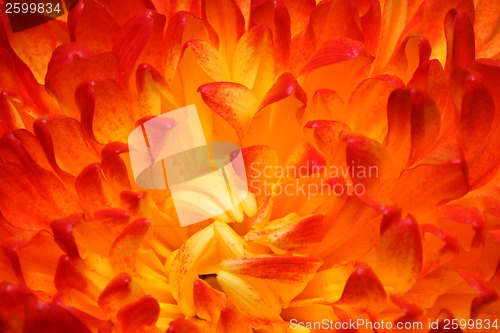 Image of red chrysanthemum