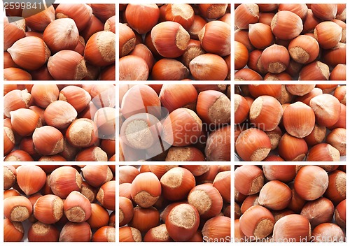 Image of Hazelnuts or filbert nuts