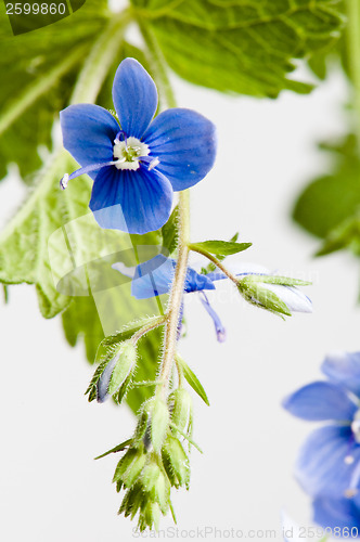 Image of Dark blue field flower