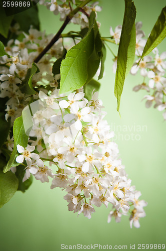 Image of Bouquet of a blossoming bird cherry in a vase on a table