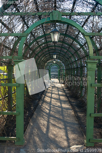 Image of Green pergola in a park in spring, close up