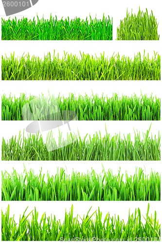 Image of Green grass