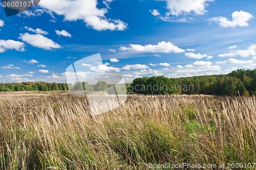 Image of Meadow