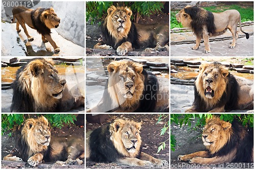 Image of Lion