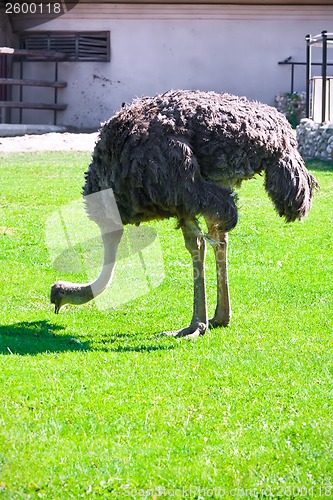 Image of Ostrich