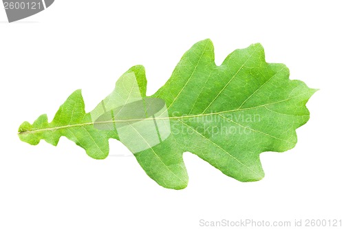 Image of Green leaf