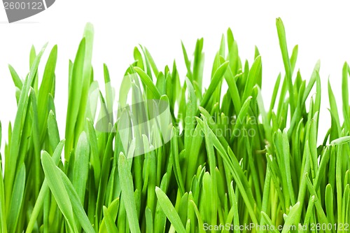 Image of Green grass