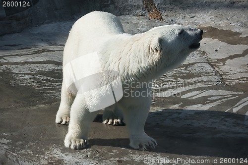 Image of Polar bear
