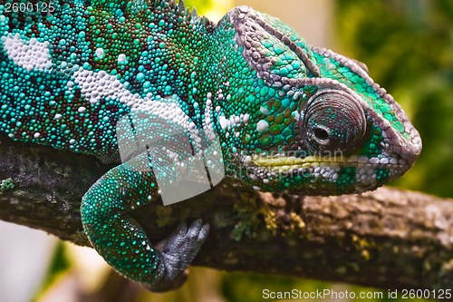 Image of Panther chameleon