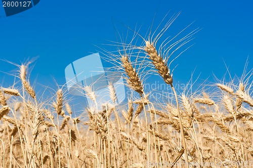 Image of Wheat field