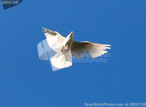 Image of White pigeon