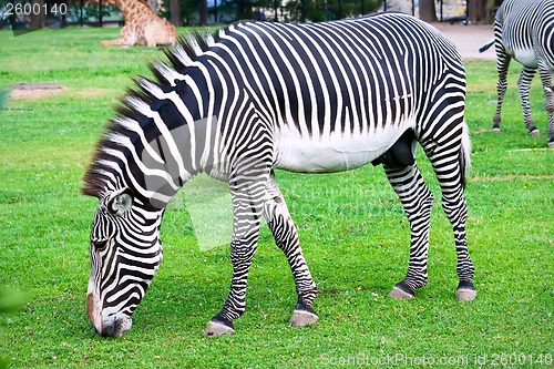 Image of Zebra