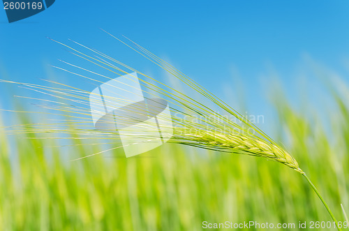 Image of green spica over field. soft focus