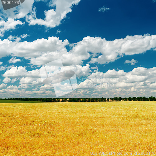 Image of blue dramatic sky over golden field