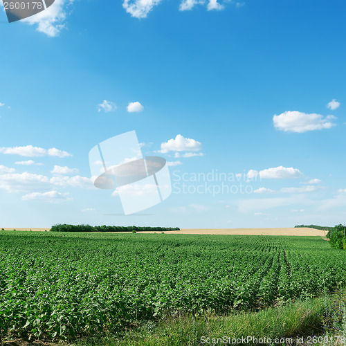 Image of green field with sunflower and blue sky