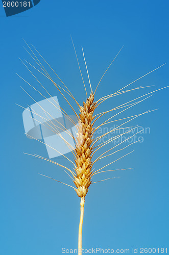 Image of golden ear of wheat on sky background