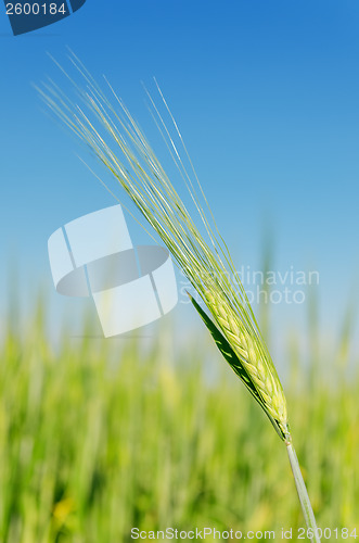 Image of green spica on field under blue sky