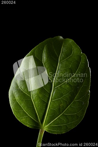 Image of Leaf