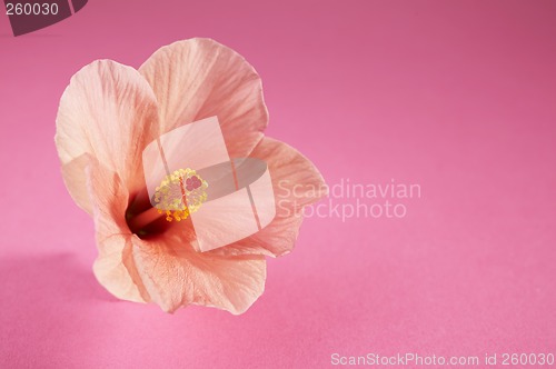 Image of Chinese hibiscus