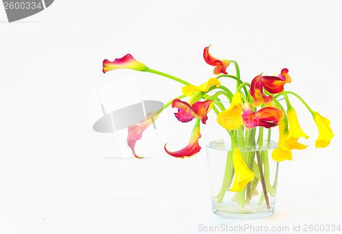 Image of calla lilies in vase