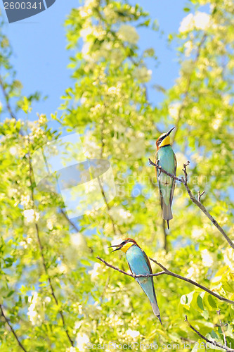 Image of bee-eaters (Merops Apiaster)