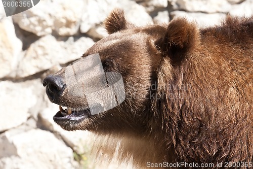 Image of Bear