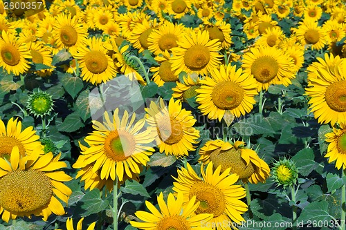 Image of Sunflowers