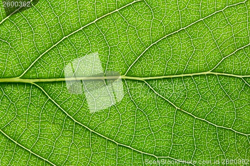 Image of Green leaf