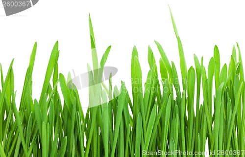 Image of Green grass