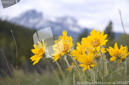 Image of Arnica Wild flower