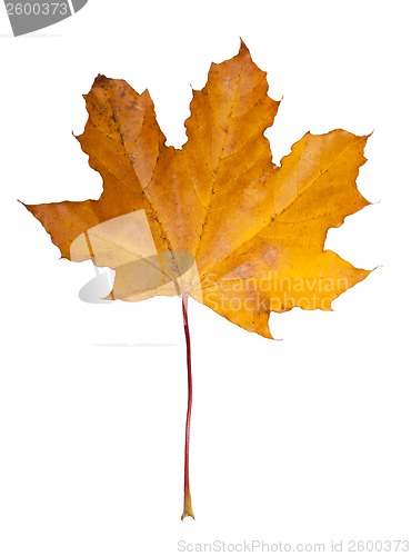Image of Maple leaf