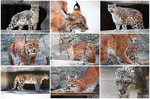 Image of Lynx and Snow Leopard