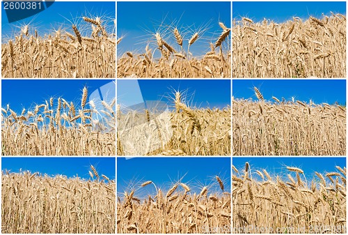 Image of Wheat field