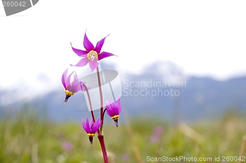 Image of Shooting Star Flower