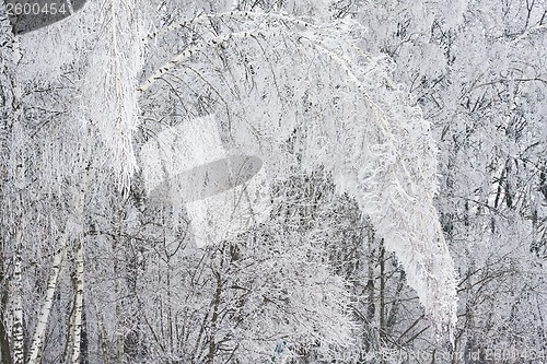 Image of Winter forest