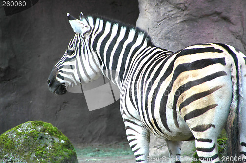 Image of Zebra