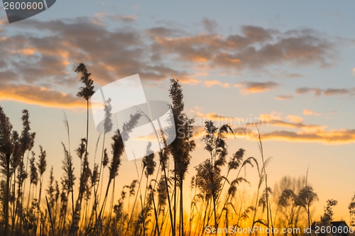 Image of Beautiful warm sunset at Summer