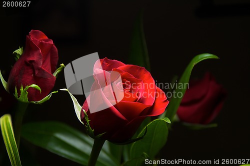 Image of Deep red roses