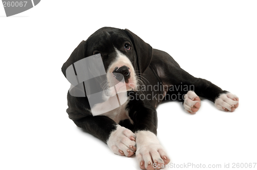 Image of Great dane puppy