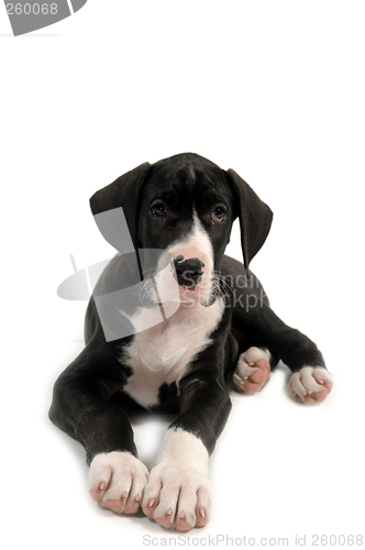 Image of Resting puppy