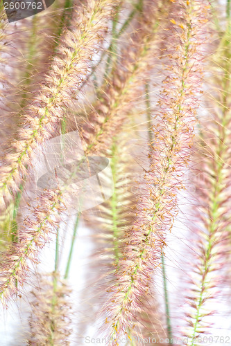 Image of flowers, grass on white background