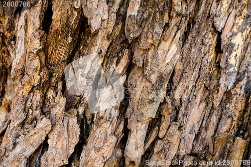 Image of Tree bark texture