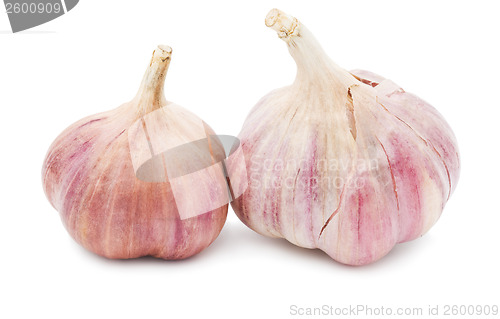 Image of Garlic