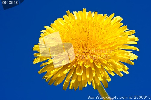 Image of Dandelion