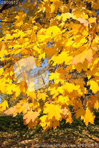 Image of Autumn