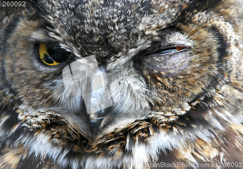 Image of Blind Owl